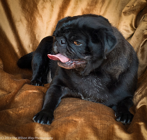 Foster Hotdog-8930