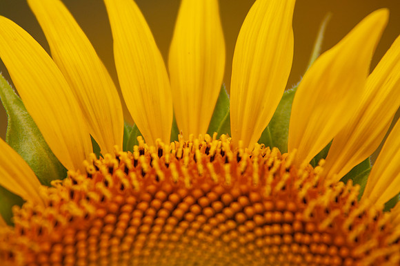 sunflowers-8784