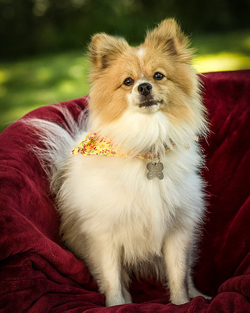 Foster Sydney-7474