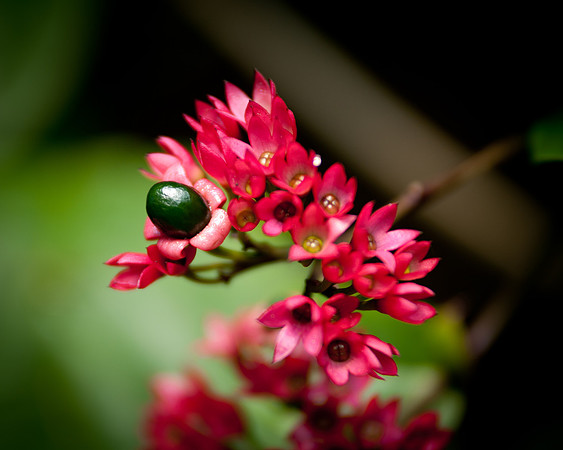 flowers-8898