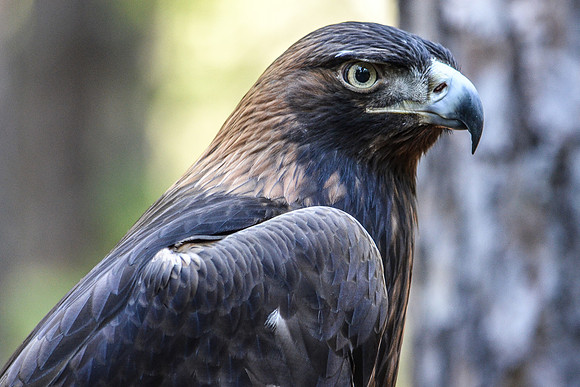 golden eagle-2126