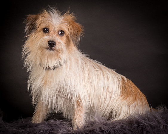 Foster Tiny-1247