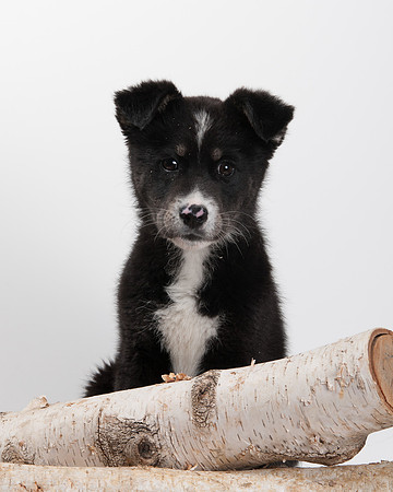 GCSPCA BB-6295