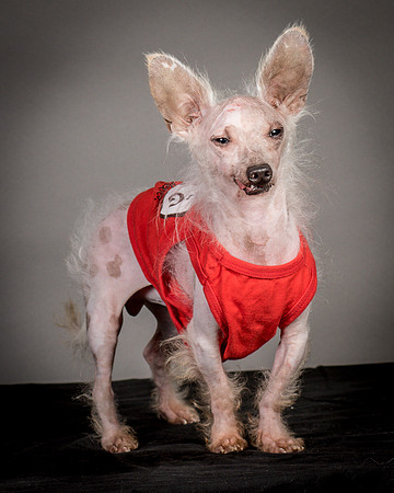 Foster Gobo-2831