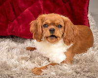 Charlie -4289