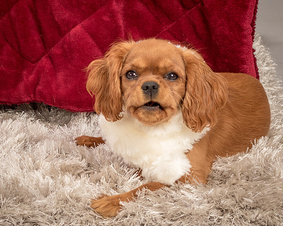 Charlie -4289