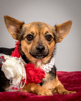 Foster Mavis-4047