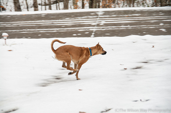 Roxy in the snow-4683