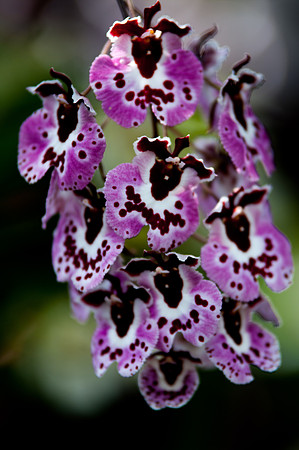 flowers-8908