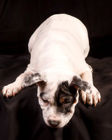 Foster Teddy-1227