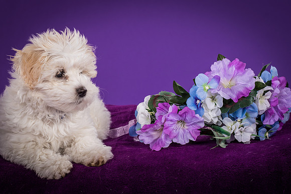 Sarge and Tuk-4991