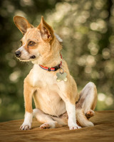 Foster Charisma-7169