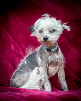 Foster Freckles-5393