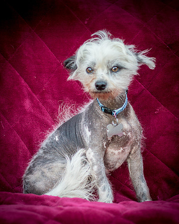 Foster Freckles-5393