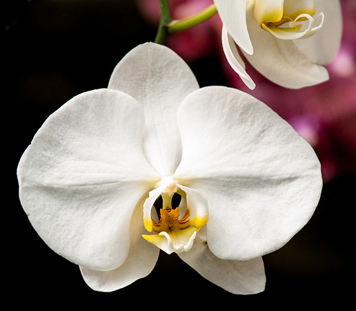 flowers-9145