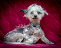 Foster Freckles-5353