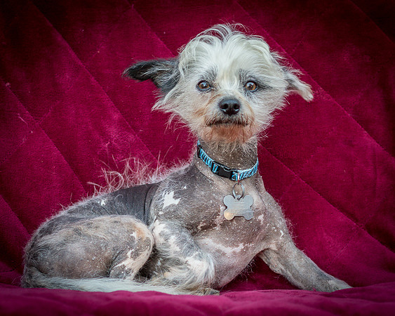 Foster Freckles-5353