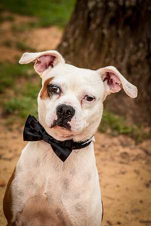 Debo-0392