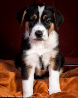 Baby Joss aka Molly-9335