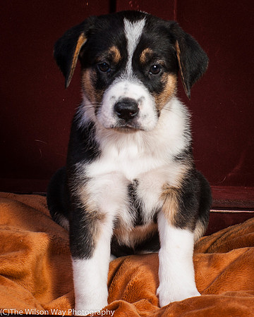 Baby Joss aka Molly-9335