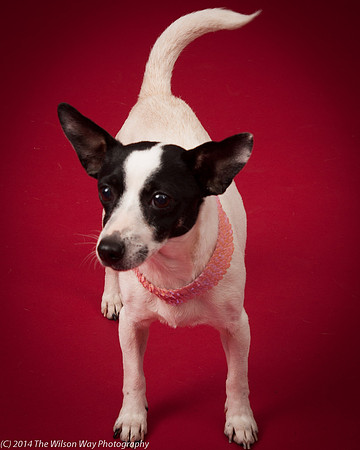 Sweet Pea-5917