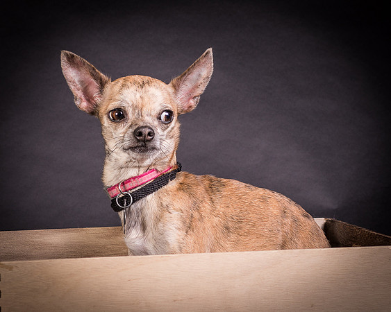 Foster Selina-1117