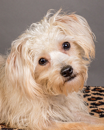 Foster Henrietta-8572