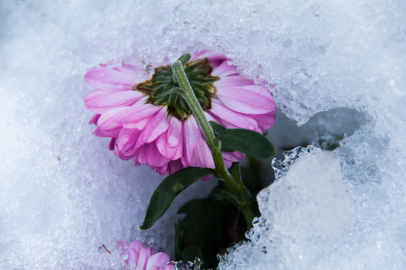 Flower in Snow-0374