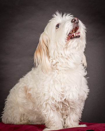 Foster Frosty-0578