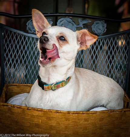Foster Dyrdek-9333