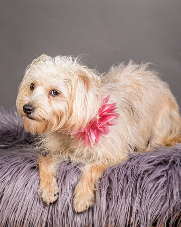 Foster Henrietta-8668
