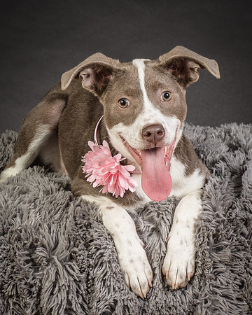 Foster Ari-8582