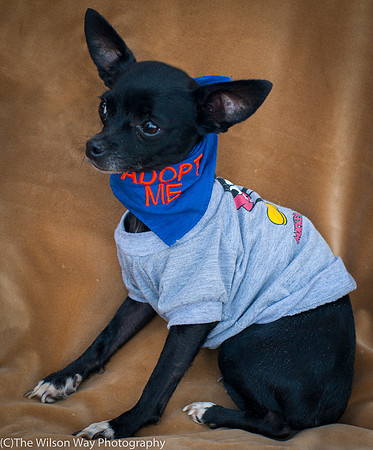 Foster Twiggy-8989