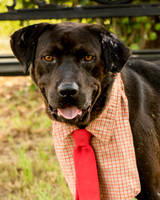Darlington - Louie-8811