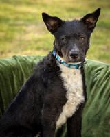 Foster Maynard-9119