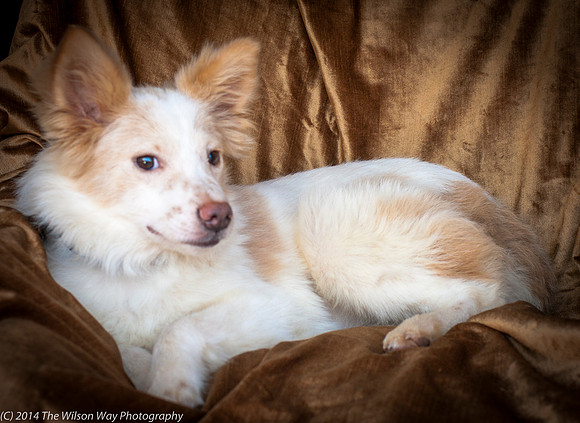 Foster Amber-8805