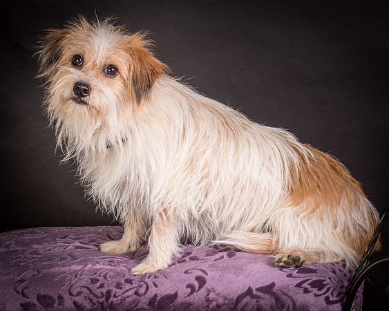 Foster Tiny-1476