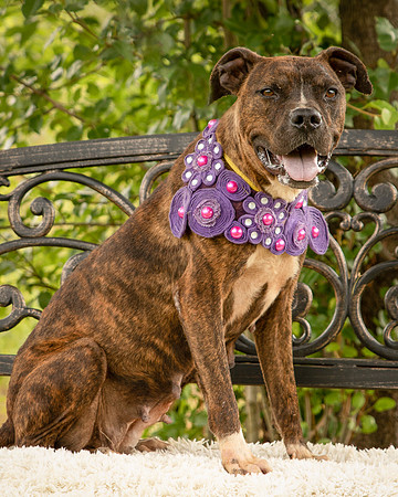 Darlington - Chloe-8631