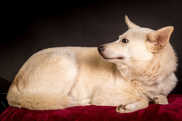 Foster Apache-0543