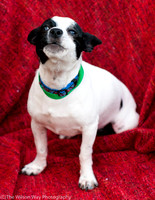 Foster Alfred-3725