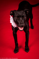 Carlee-6377