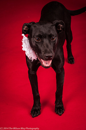 Carlee-6377