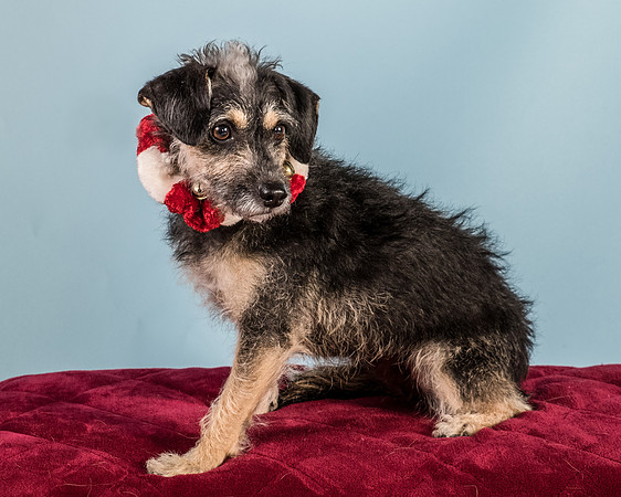Foster Triscuit-5522