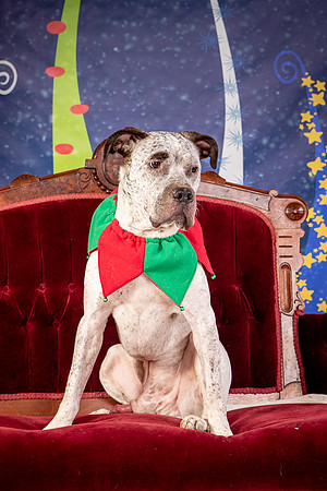 Foster Sylvester-0943