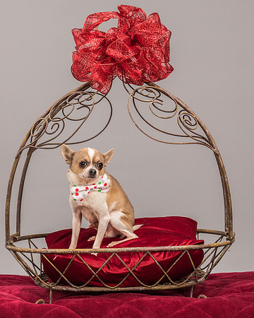 Foster Skippy-2251