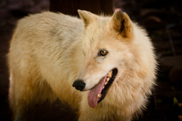 Wolf-8954