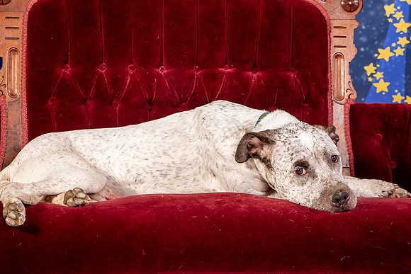 Foster Sylvester-0981