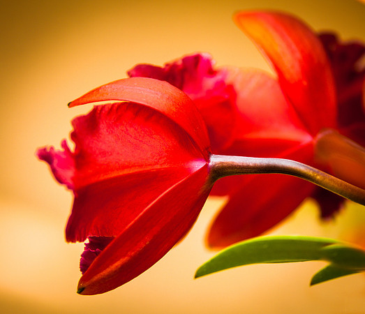 flowers-9172
