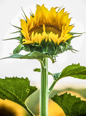 sunflowers-2142