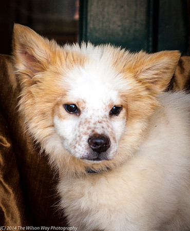 Foster Chai-8845